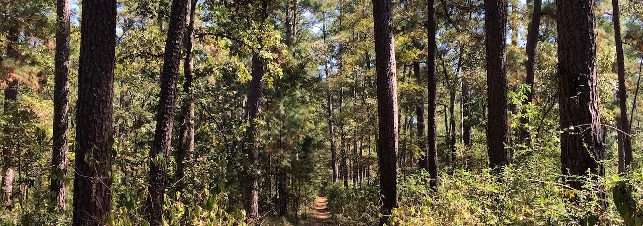 mountain bike trail in the woods surrounded by pine trees.